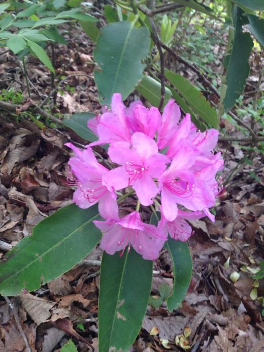 desotoflower