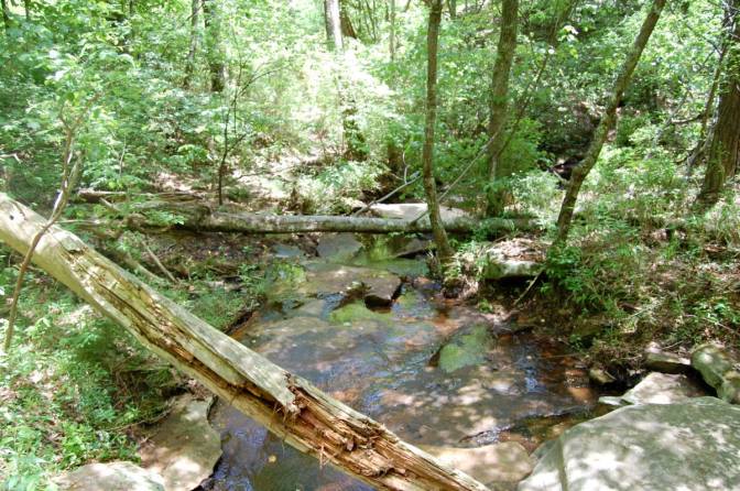 woods1