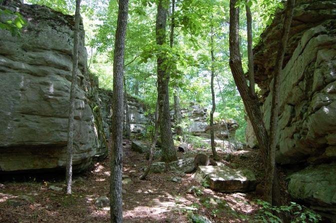 woods3