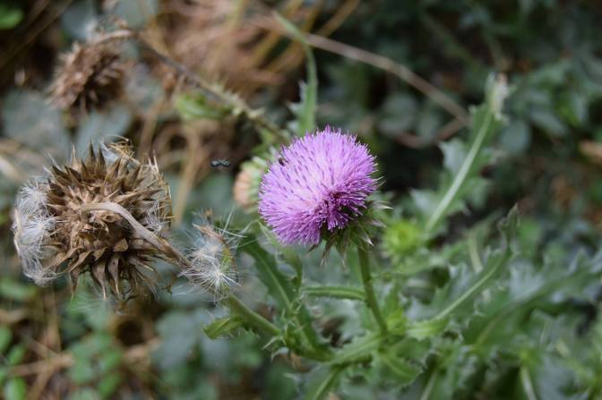 thistle